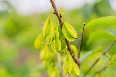 Halesia carolina C7,5 60-80