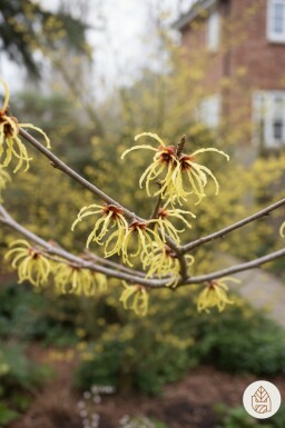 Hamamelis intermedia 'Arnold Promise' buske 50-60 cm