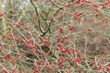Hamamelis mollis C5 50-60