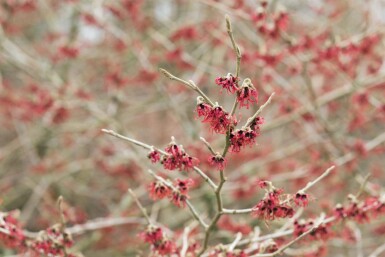 Hamamelis mollis C5 50-60