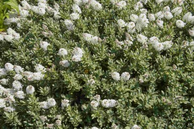 Hebe albicans C2 20-25