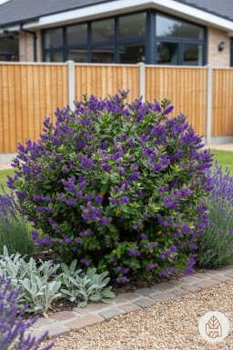 Hebe franciscana buske 20-25 cm