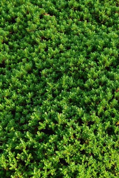 Hebe Hebe rakaiensis buske 10-15 C2 Hebe rakaiensis buske 10-15 cm