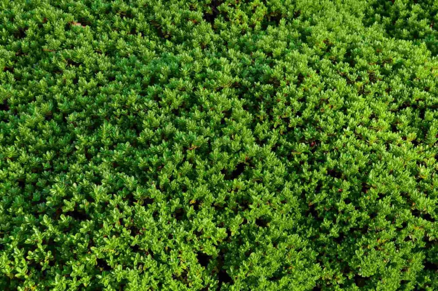 Hebe Hebe rakaiensis buske 10-15 C2 Hebe rakaiensis buske 10-15 cm