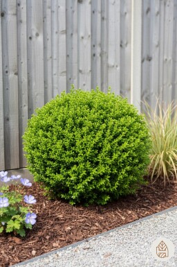 Hebe rakaiensis buske 10-15 cm