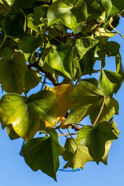Hedera helix 'Arborescens' C10 40-50