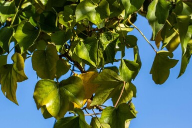 Hedera helix 'Arborescens' C10 40-50