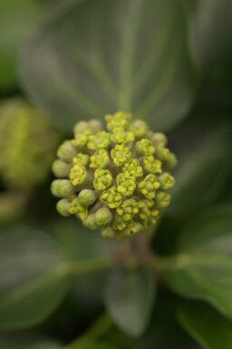 Hedera helix 'Arborescens' C10 40-50