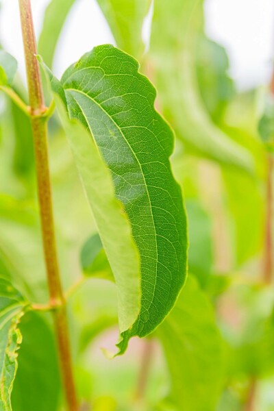 Heptacodium miconioides C3 60-80