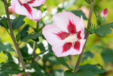 Hibiscus syriacus 'Hamabo' C3 40-45