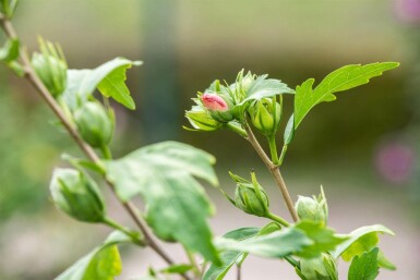 Hibiscus syriacus 'Hamabo' C3 40-45