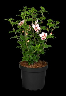 Hibiscus syriacus 'Hamabo' C3 40-45