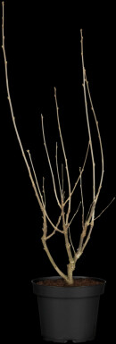 Hibiscus syriacus 'Hamabo' C7,5 50-60