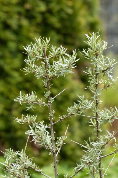 Hippophae rhamnoides C2 60-80
