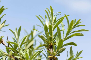 Hippophae rhamnoides C2 60-80