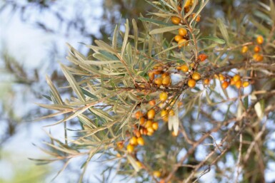 Hippophae rhamnoides C2 60-80