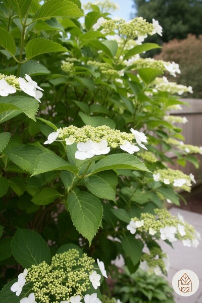 Hydrangea anomala subsp. petiolaris buske 30-40 cm