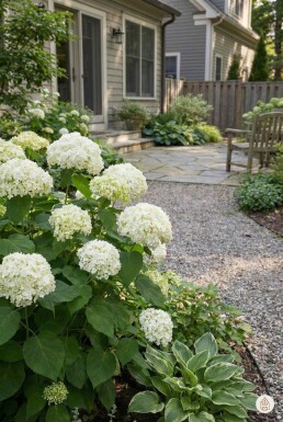 Hydrangea arborescens 'Annabelle' buske 35-40 cm