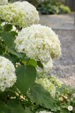 Hydrangea arborescens 'Annabelle' buske 40-50 cm