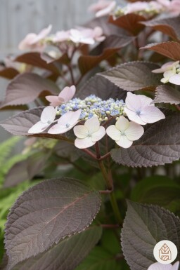 Hydrangea aspera 'Hot Chocolate' buske 60-80 cm