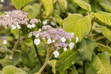 Hydrangea aspera 'Sargentiana' C7,5 40-60