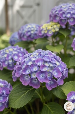 Hydrangea macrophylla 'Ayesha' buske 20-25 cm