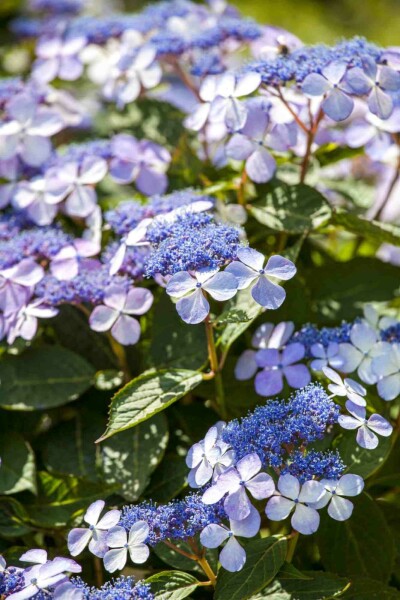 Hydrangea macrophylla 'Bodensee' C2 25-30