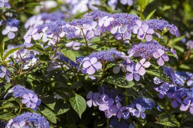 Hydrangea macrophylla 'Bodensee' C2 25-30