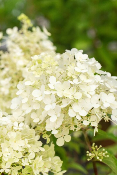 Hydrangea paniculata 'Bobo' C5 40-50