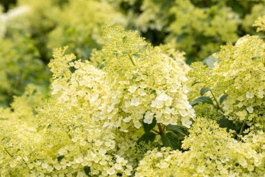 Hydrangea paniculata 'Bobo' C5 40-50