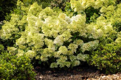 Hydrangea paniculata 'Bobo' C5 40-50