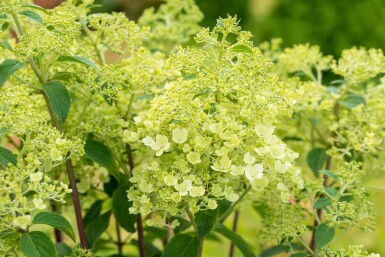 Hydrangea paniculata 'Bobo' C5 40-50