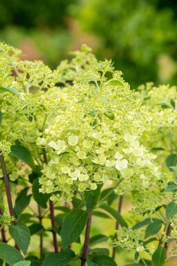 Hydrangea paniculata 'Bobo' C5 40-50