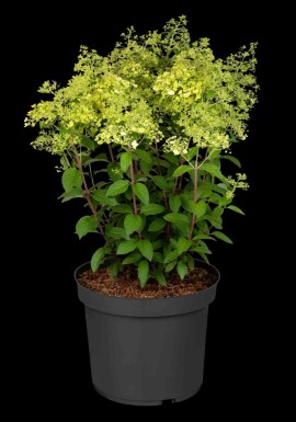 Hydrangea paniculata 'Bobo' C5 40-50