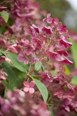 Hydrangea paniculata 'Early Sensation' C5 50-60
