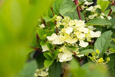 Hydrangea paniculata 'Early Sensation' C5 50-60