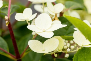 Hydrangea paniculata 'Early Sensation' C5 50-60