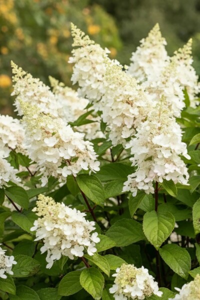 Hydrangea paniculata 'Kyushu' buske 40-50 cm