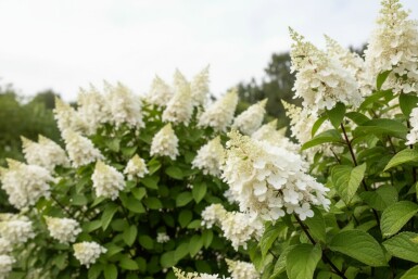 Hydrangea paniculata 'Kyushu' buske 40-50 cm