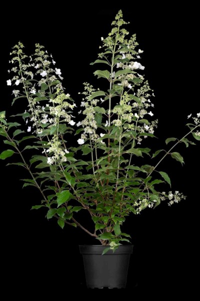 Hydrangea paniculata 'Kyushu' C5 40-50