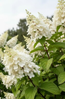 Hydrangea paniculata 'Kyushu' buske 40-50 cm
