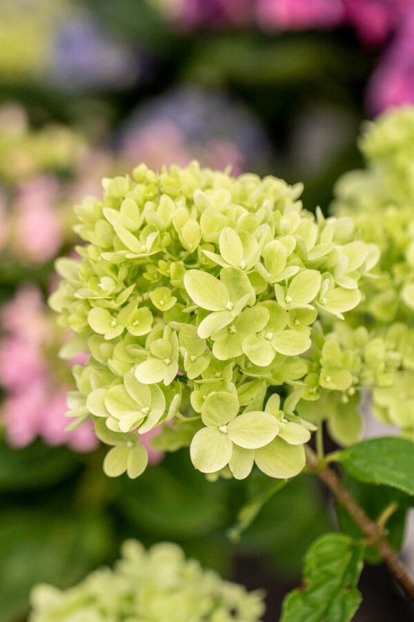 Syrenhortensia Hydrangea paniculata 'Little Lime' buske 40-50 C3 Hydrangea paniculata 'Little Lime' buske 40-50 cm
