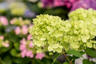Syrenhortensia Hydrangea paniculata 'Little Lime' buske 40-50 C3 Hydrangea paniculata 'Little Lime' buske 40-50 cm