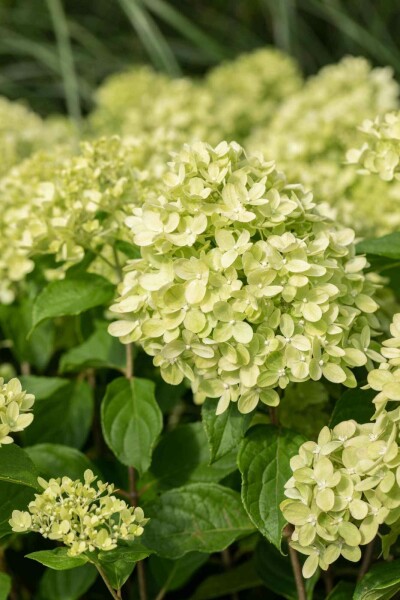 Syrenhortensia Hydrangea paniculata 'Little Lime' buske 50-60 C7,5 Hydrangea paniculata 'Little Lime' buske 50-60 cm