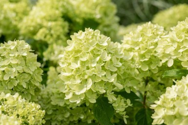 Syrenhortensia Hydrangea paniculata 'Little Lime' buske 50-60 C7,5 Hydrangea paniculata 'Little Lime' buske 50-60 cm