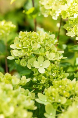 Syrenhortensia Hydrangea paniculata 'Little Lime' buske 50-60 C7,5 Hydrangea paniculata 'Little Lime' buske 50-60 cm