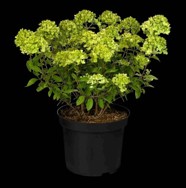 Syrenhortensia Hydrangea paniculata 'Little Lime' buske 50-60 C7,5 Hydrangea paniculata 'Little Lime' buske 50-60 cm