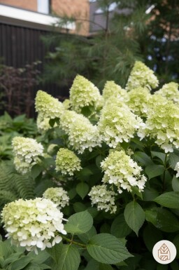 Hydrangea paniculata 'Little Spooky' buske 30-40 cm
