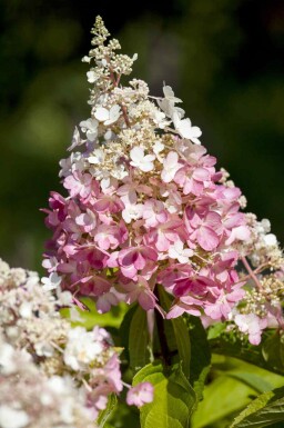 Syrenhortensia Hydrangea paniculata 'Pinky Winky' buske 40-60 C3 Hydrangea paniculata 'Pinky Winky' buske 40-60 cm