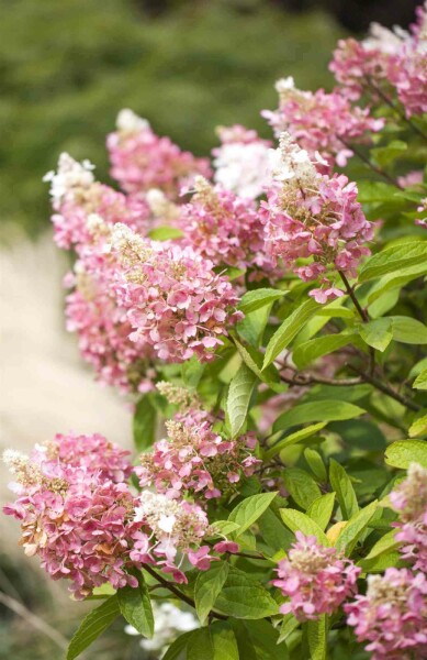 Syrenhortensia Hydrangea paniculata 'Pinky Winky' buske 50-60 C5 Hydrangea paniculata 'Pinky Winky' buske 50-60 cm